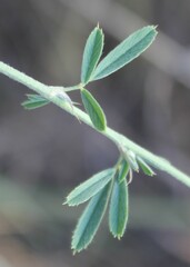 Medicago prostrata