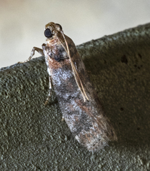 Sciota rubrisparsella
