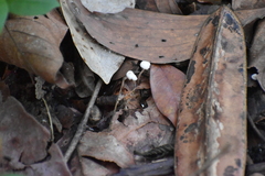 Marasmius capillaris