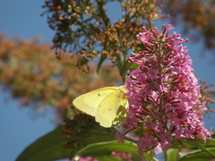 Colias interior