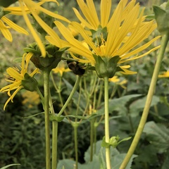 Silphium asteriscus trifoliatum
