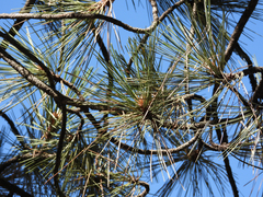 Pinus jeffreyi