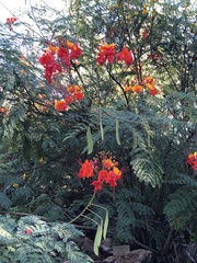 Caesalpinia