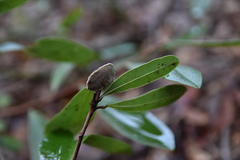 Phylloporia amplectens