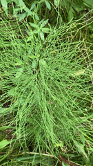 Equisetum sylvaticum