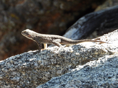 Sceloporus occidentalis longipes