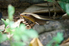Eutropis multifasciata