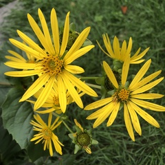 Silphium asteriscus trifoliatum