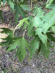 Acer saccharinum