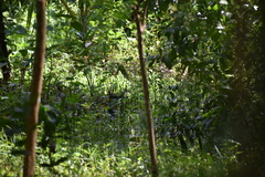 Amaurornis phoenicurus