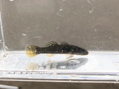 Chaenogobius annularis