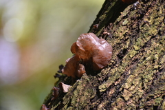 Auriculariaceae