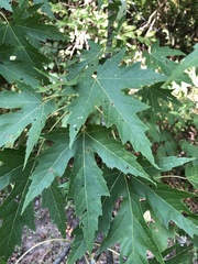 Acer saccharinum