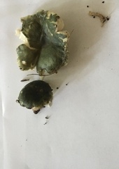 Russula parvovirescens