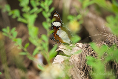 Hypolimnas misippus
