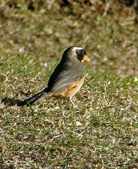 Saltator aurantiirostris