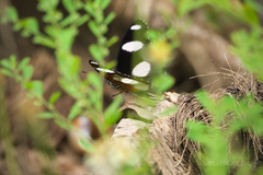 Hypolimnas misippus