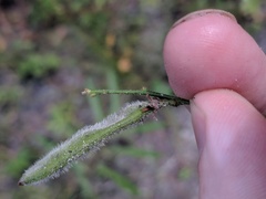 Galactia mollis