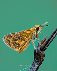 Taractrocera archias