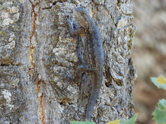 Sceloporus occidentalis longipes