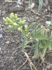 Erigeron canadensis