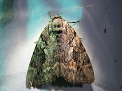 Catocala agrippina