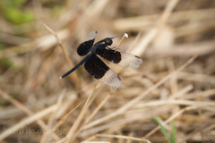 Neurothemis tullia