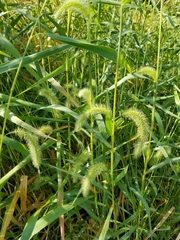 Setaria faberi