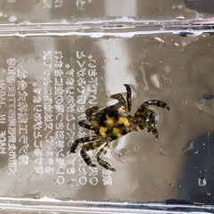 Hemigrapsus sanguineus