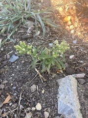 Erigeron canadensis