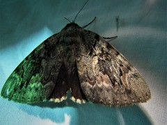 Catocala agrippina