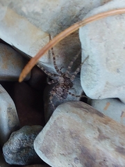 Lycosoidea