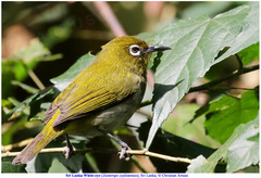Zosterops ceylonensis