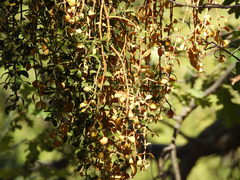 Phoradendron villosum