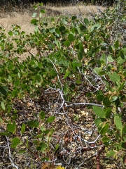 Exobasidium arctostaphyli