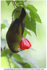 Zosterops ceylonensis