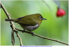 Zosterops ceylonensis