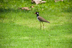 Vanellus indicus atronuchalis