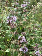Colletes