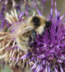 Bombus distinguendus