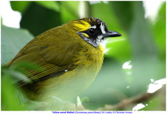 Pycnonotus penicillatus