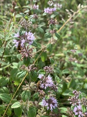 Colletes