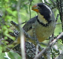 Saltator aurantiirostris