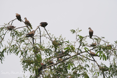 Streptopelia tranquebarica humilis