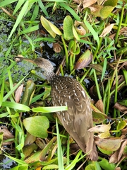 Aramus guarauna