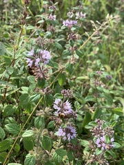 Colletes