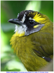 Pycnonotus penicillatus