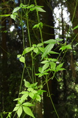 Gynostemma pentaphyllum