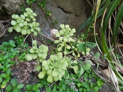 Sedum formosanum