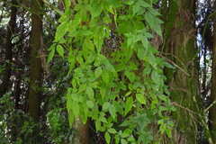 Gynostemma pentaphyllum